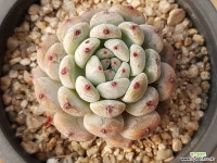 비안트 31-117 다육식물