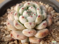 비안트 31-117 다육식물