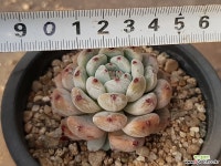 비안트 31-117 다육식물