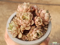 벤바디스(컷팅) 31-149 다육식물