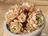 벤바디스(컷팅) 31-149 다육식물