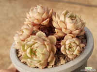 벤바디스(컷팅) 31-149 다육식물