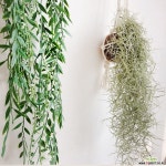 마크라메 틸란드시아 월행잉 Bset 공기정화식물