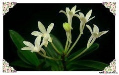 봉옥 완성분 풍란 부귀란(명품관)