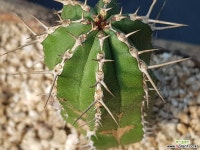 선인장 1209-12 다육식물