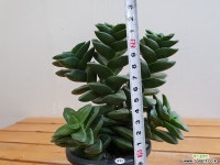 신동(중품)40 다육식물