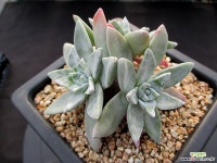 칸디다 3두한몸군생 12-359 두들레야