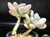 달마미인42 다육식물