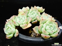 풍류의밤교배종67 다육식물