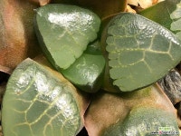 양창콤프토니아 18- 하월시아