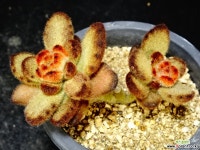 테디베어80 다육식물