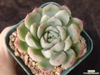 큐티베리 31-228 다육식물