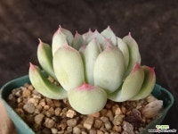 큐티베리 31-228 다육식물