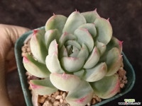 큐티베리 31-228 다육식물