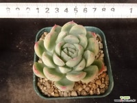 큐티베리 31-228 다육식물