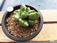 테일러리아눔 묵은군생 10두 코노피튬