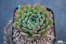 7964. SP 다육식물