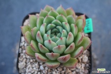 7964. SP 다육식물