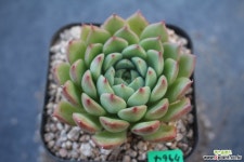 7964. SP 다육식물