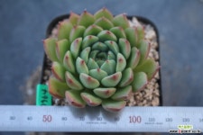 7964. SP 다육식물