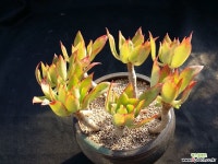 청전의사(한몸)묵은둥이 다육식물