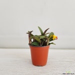 옐로우돌/카틀레아/공기정화식물/온누리 꽃농원 공기정화식물