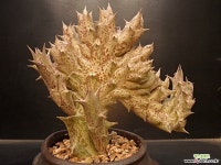 흑룡각철화 선인장