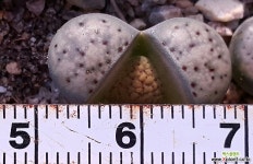 C0129베루쿨루사 리톱스/메셈