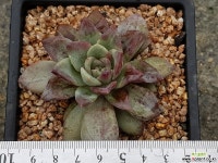 독일샴패인금 8412-1295 다육금