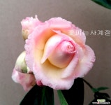 신세기동백(외목꽃대수형/1) 야생화