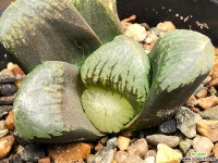 추구 27-25 하월시아