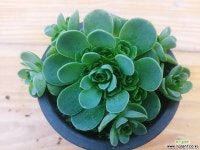 그라노비아-4 다육식물