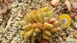 아이보리12156 바위솔