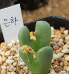 은하(백화) 코노피튬
