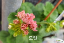 모린(제라늄) 초본류
