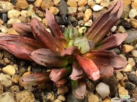 수정연필 29-15 하월시아