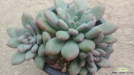 앵두미인12161 다육식물