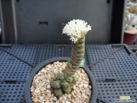 버클리 D12-621 다육식물