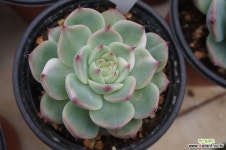 (12月)치와와금(외두)50 다육식물