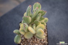 8077. 웅동자(금) 다육금