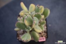 8077. 웅동자(금) 다육금