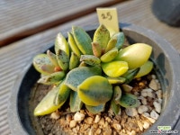 송충금25 다육금