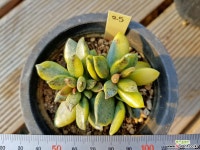 송충금25 다육금