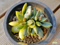 송충금25 다육금