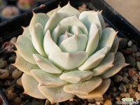 플뢰르블랑 37-196 다육식물