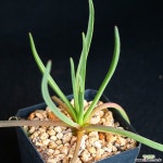 코니코시아푸쵸니포 1 다육식물