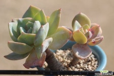 백봉 묵은둥이 1247 다육식물