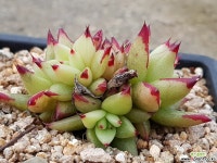 슈퍼스톰 8412-1458 다육식물