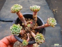 턱시판묵은둥이 1219-716 다육식물