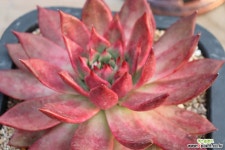 머큐리 다육식물